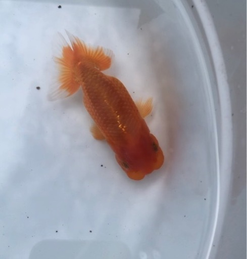 高級 らんちゅう 品評会 研究会向きなタイプ 尾型良好