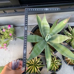 【アガベ株】たくさんあります🌵アメリカーナ、五色万代、500円〜の画像
