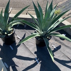 【アガベ株】たくさんあります🌵アメリカーナ、五色万代、500円〜の画像