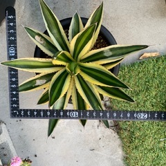 【アガベ株】たくさんあります🌵アメリカーナ、五色万代、500円〜の画像