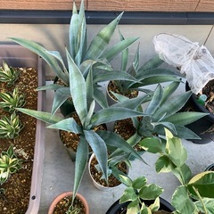【アガベ株】たくさんあります🌵アメリカーナ、五色万代、500円〜の画像