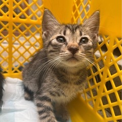 子猫