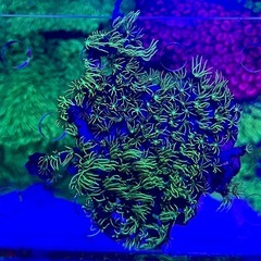 スターポリプ  No.002 メタリックグリーンの画像