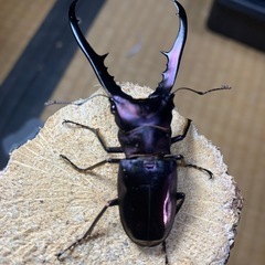 メタリフェルホソアカクワガタ　♂単の画像