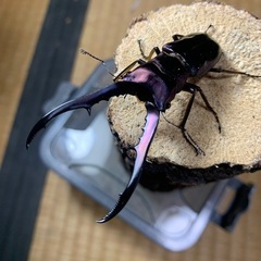 メタリフェルホソアカクワガタ　♂単の画像