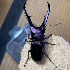 メタリフェルホソアカクワガタ　♂単の画像