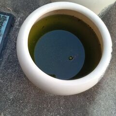 サタンの稚魚（30匹程度）の画像