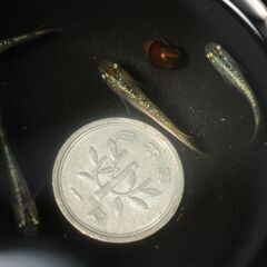 令和黒ラメサファイア　めだか　オス1メス3　1セットのみの画像