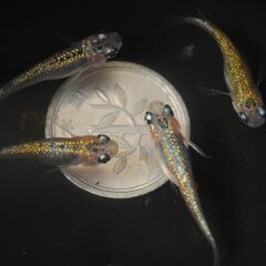 　現物　天界ヒレ長　めだか　若魚　♂1♀3　産卵中の画像
