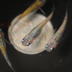 　現物　天界ヒレ長　めだか　若魚　♂1♀3　産卵中の画像