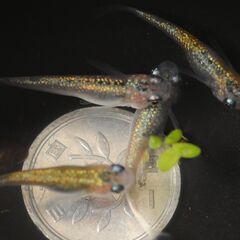 　現物　天界ヒレ長　めだか　若魚　♂1♀3　産卵中の画像