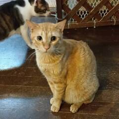 おとなしくて甘えん坊の茶トラの男の子