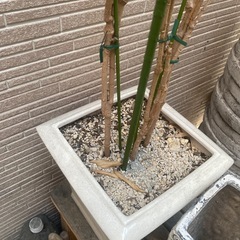 鉢②の画像