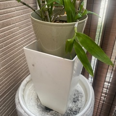 鉢いろいろの画像