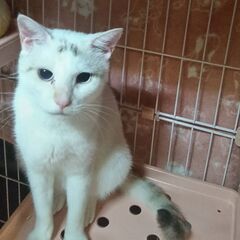 とても穏やかな白猫親子♡母猫