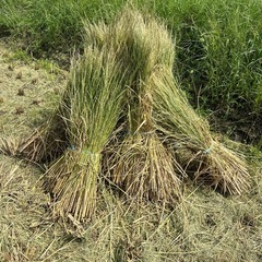 稲藁　1束50円　熊谷市籠原南から　の画像