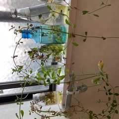 ミニヒメイワダレソウの画像