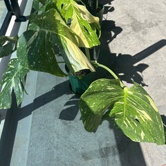 観葉植物、モンステラ、斑入りの画像
