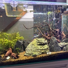 淡水魚フルセット※料金は相談くださいの画像