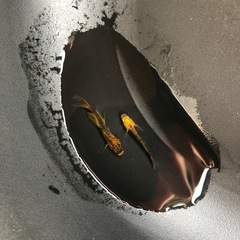 めだか　竜章鳳姿C 1ペアの画像