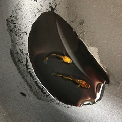 めだか　竜章鳳姿C 1ペアの画像