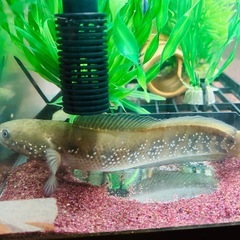 観賞魚差し上げます　コウタイ（スネークヘッド）20cmくらいの画像