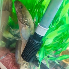 観賞魚差し上げます　コウタイ（スネークヘッド）20cmくらいの画像