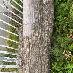 タモの木の画像