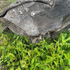 タモの木の画像