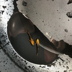 めだか　竜章鳳姿D 1ペアの画像