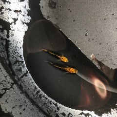 めだか　竜章鳳姿D 1ペアの画像