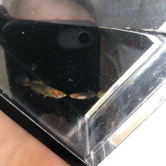 めだか　竜章鳳姿D 1ペアの画像