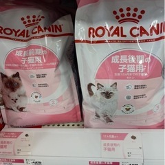 ペットフード キャットフード 子猫用 4~12ヶ月 キトン 子猫後期 カリカリの画像