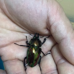 ニジイロクワガタ ノーマルペア 3匹の画像