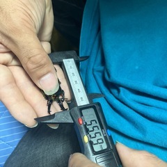 ニジイロクワガタ ノーマルペア 3匹の画像