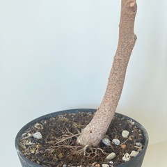 観葉植物・エバーフレッシュ・130cmの画像