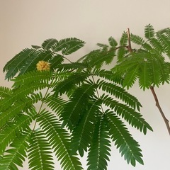 観葉植物・エバーフレッシュ・130cmの画像
