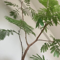 観葉植物・エバーフレッシュ・130cmの画像