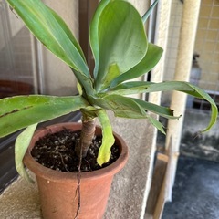 アガベの画像