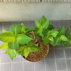 紫陽花　あじさい　霧島の恵の画像