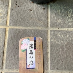 紫陽花　あじさい　霧島の恵の画像