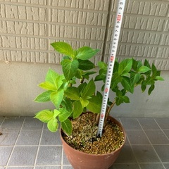 紫陽花　あじさい　霧島の恵の画像