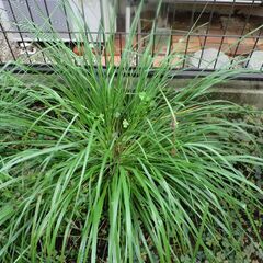 【10月末まで】グラス　ペニセタム・グリーンスパイク 苗100円の画像