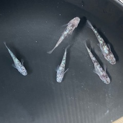 白斑サファイア10匹の画像