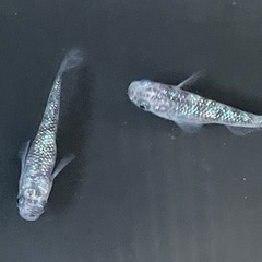 白斑サファイア10匹の画像