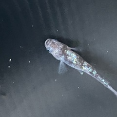 白斑サファイア10匹の画像
