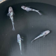 白斑サファイア10匹の画像