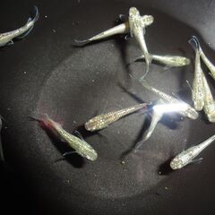 (決まりました)めだか（15匹）の画像