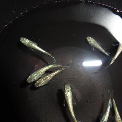(決まりました)めだか（15匹）の画像