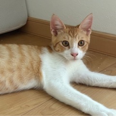 5ヶ月ぐらいの兄妹　チャロ